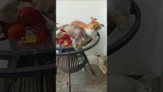 Cats & kittens are 758 & 675 & 574 & 557 &509 & 433 & 318 & 280 & 180 &50 &29 & 341 &274 &172 &138