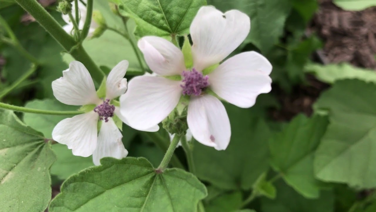 Marshmallow Flowers (Althaea officinalis) YouTube