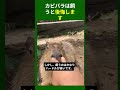 カピバラを飼うと絶対に後悔します #shorts