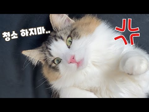 (<strong>노르웨이숲고양이</strong>)