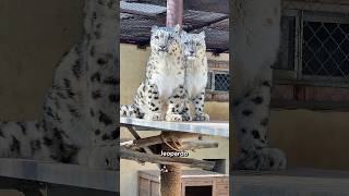 Un Joven Leopardo Devolvió la Alegría al Mayor 🐆#shortsvideo