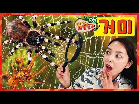 Spiders hunting prey with webs Is the spider an insect? poisonous spider Tarantula nature kids