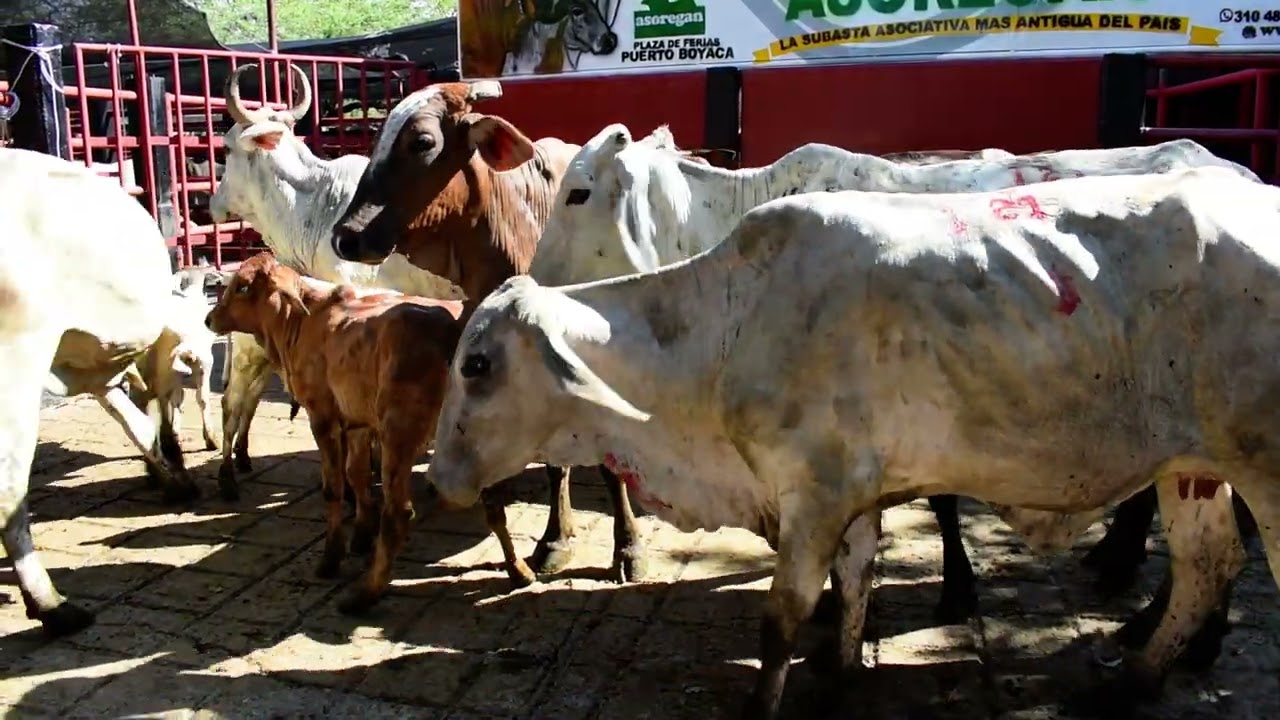 Lote 121 Subasta 16 de Enero de 2026