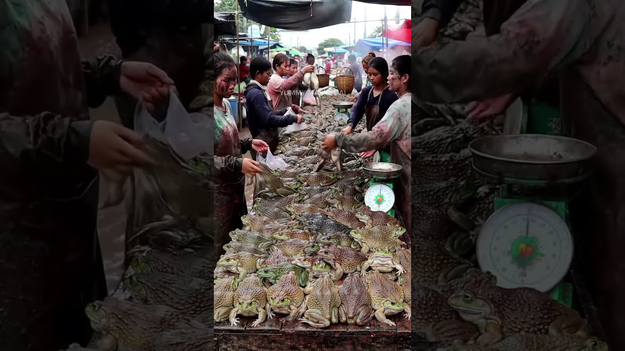 Women Selling Exotic Giant Frogs in a Cinematic Documentary Style.
