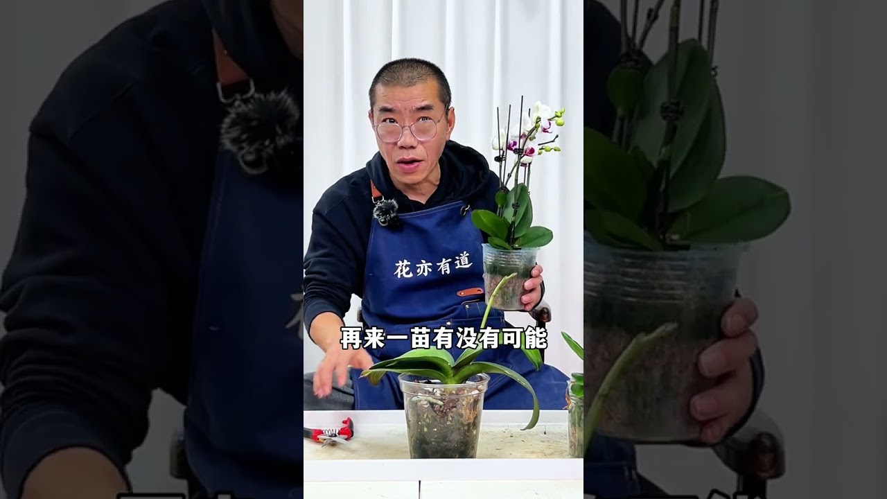 Will the New Year's Eve Tech Bloom Again? A Phalaenopsis Experiment