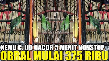 CUCI GUDANG KIOS BARU ! CUMA RATUSAN RIBU DAPET CUCAK IJO GACOR 5 MENIT NONSTOP