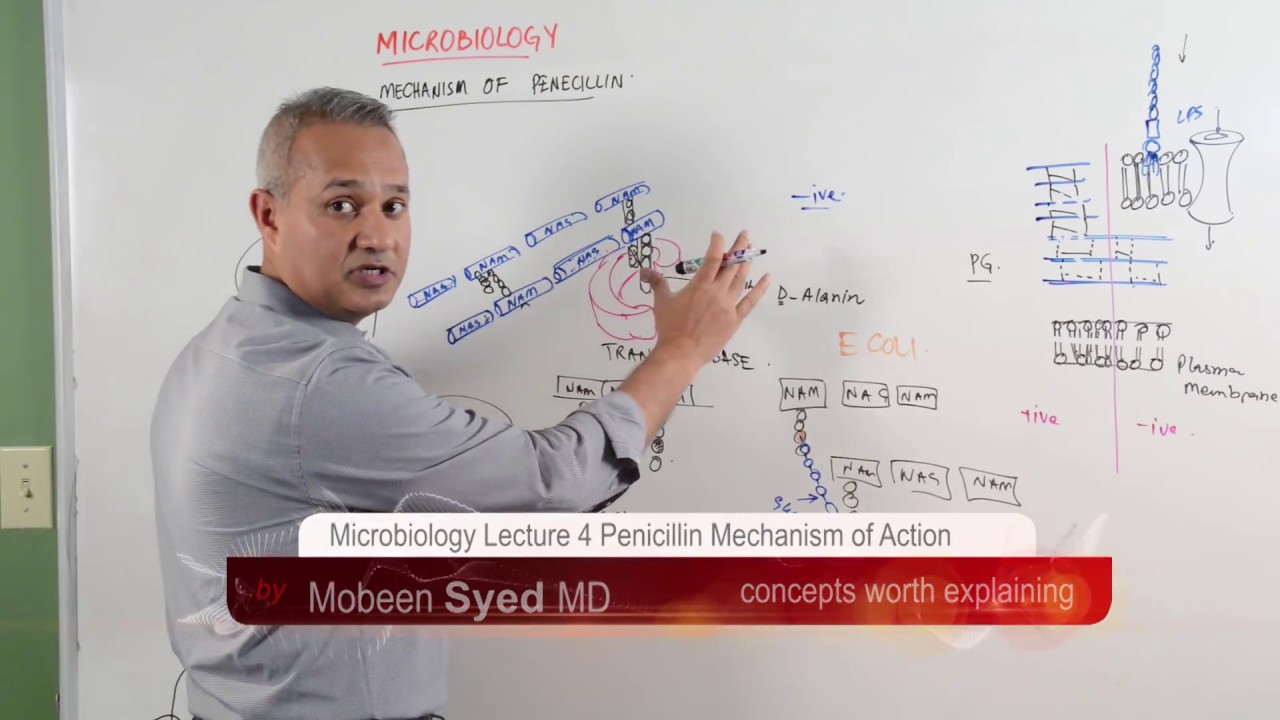 Microbiology Lecture 4 Penicillin Mechanism of Action