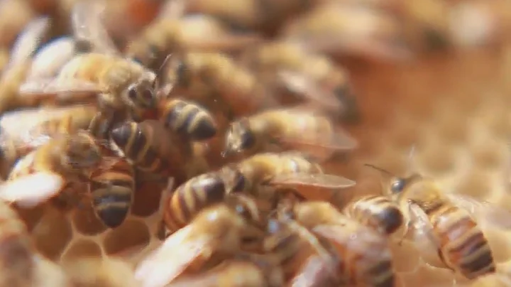 OSU Study: Popular pesticides shorten lives of honeybees