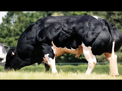 Бельгийская голубая корова: