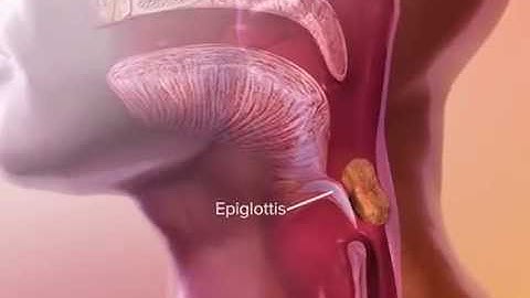 Learn@Visible Body - How the Epiglottis Works