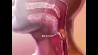 Learnvisible Body - How The Epiglottis Works