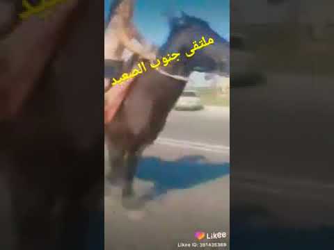 لا كل من ركب خيل خيال ولا كل من دق مسمار نجار 