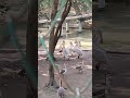 pelicans bird eating fish #pelicans #kanpurzoo