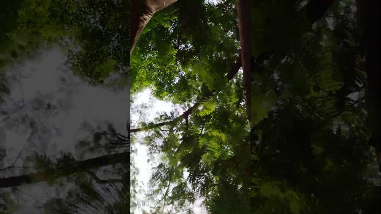 🌳🔥 Fiery Foliage: The Grandeur of an Extra Large Gulmohar Tree | @TriceOfLife gulmohar tree