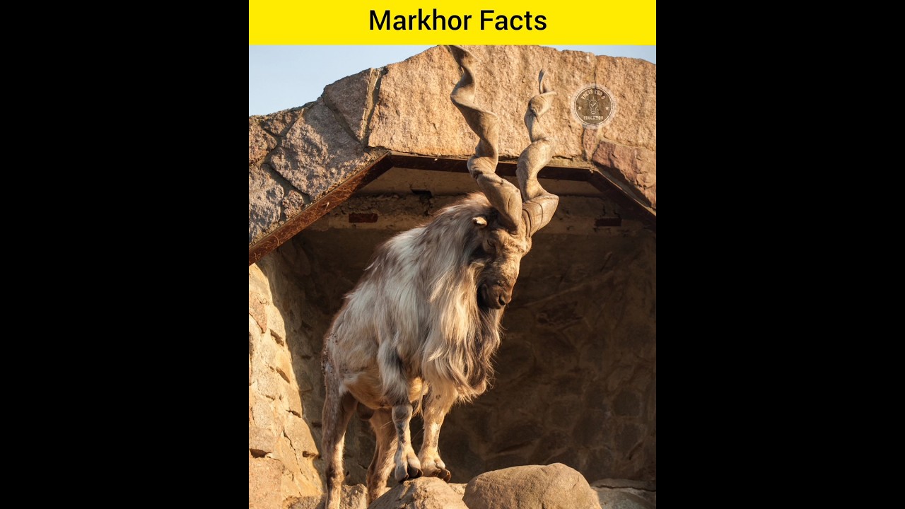 Amazing Facts about Markhors | Interesting Facts about Markhor in Hindi | 