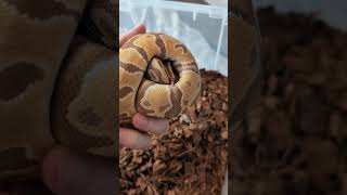 Ball Python Het Pied Markers!#morphagene #reptiles #ballpythonsnake #ballpython Wealth