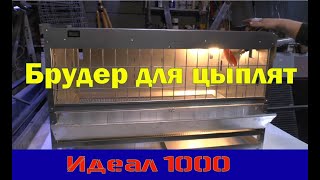 Брудер для цыплят Идеал 1000