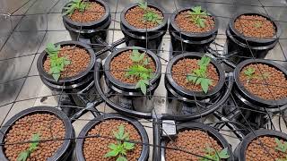 SO much BIGGER by The DAY!🤯👀💪🤟 Hydroponic AUTOFLOWERS Advanced Nutrients