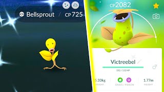 *NEW* BELLSPROUT COMMUNITY DAY EVENT IS FINALLY HERE! Shiny BOOSTED Bellsprout Spawns!