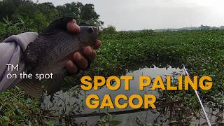 SPOT PALING GACOR, MANCING LUMUTAN WADUK CENGKLIK