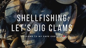 Shellfishing: Let’s dig clams at Barnstable Harbor  #capecod