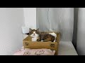 【保護猫】爪研ぎは使わないのに爪やすりは邪魔する