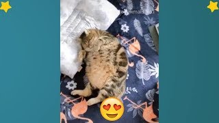 Funny Cats 2019 - Cute Cat 2019 - Mini Cat Videos Compilation #6