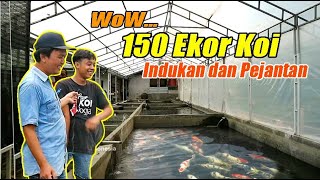 🔴 150 Ekor Koi untuk Indukan dan Pejantan | Budidaya Ikan Koi