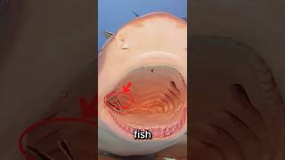This Fish Walks Into a Shark's Mouth... On Purpose 😱