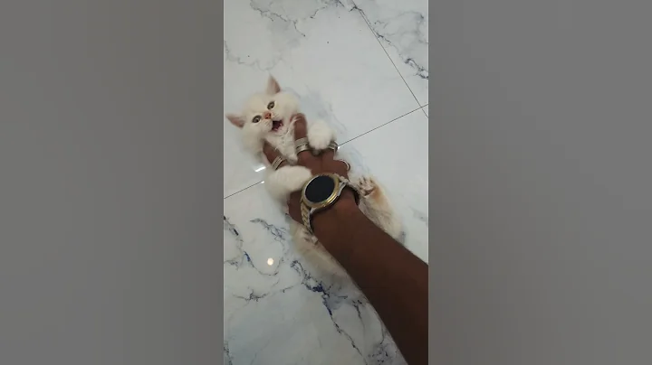 Video 11788081: cat funnycats kitten cutecat, cat kitten cute funnycats, funny cat