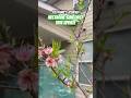 Nectarine Suncoast Tree NOW has leaves #growingfruittreesinpots #nectarine #fypシ゚viral #fypシ #garden