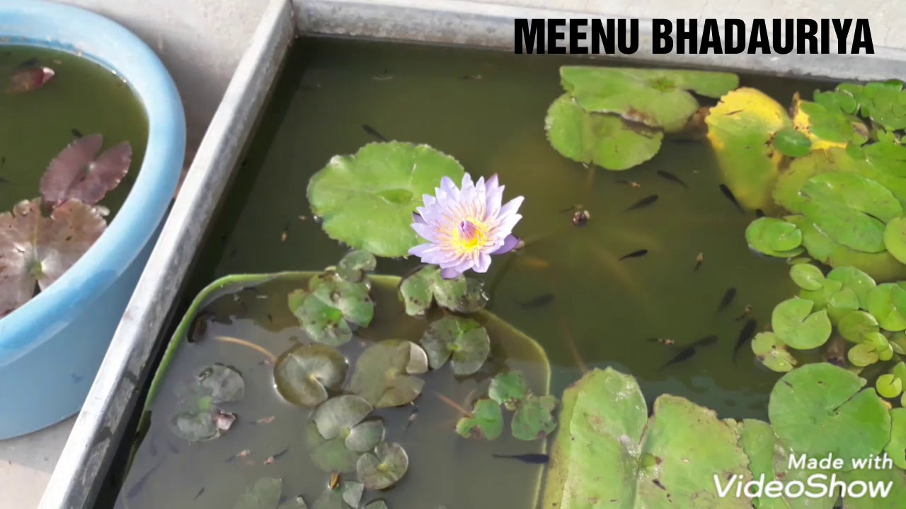 How to purchase water lilies and other plants or seeds .. YouTube