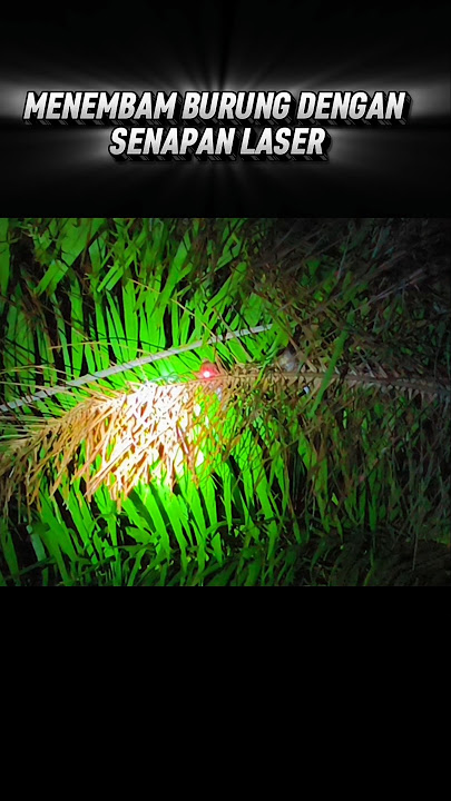 Berburu Dengan Senapan Laser Di Ketika Malam Gelap #berburuburung #berburumalamhari #senpa laser