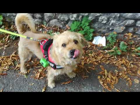 Rocky Griffon fauve de Bretagne suite (8 ans apres)