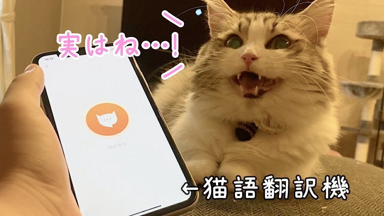 Cat Language Translator Tried To Have A Conversation With An App That Translates Cat Sounds Youtube