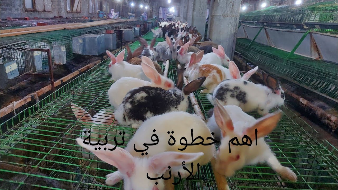 اهم خطوة في شغل مزرعة الأرنب بيتبني عليها كل الشغل