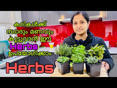 Types of Herbs | Herbs and Names | Herbs Malayalam | Gardening Malayalam | Herbs | Taste of