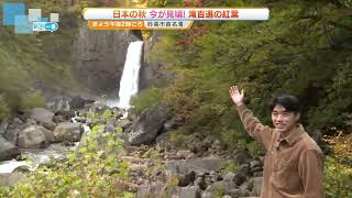 【県内今季一番の冷え込み】妙高市の苗名滝では紅葉が見ごろに　《新潟》