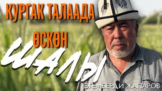 картинка: Баткен: Кургак талаага өскөн күрүч