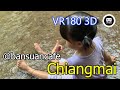 VR180 3D Gailly in Bansuan Coffee Chiangmai Thailand (บ้านสวนกาแฟ เชียงใหม่)