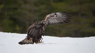 Golden eagle in Utajarvi, Finland