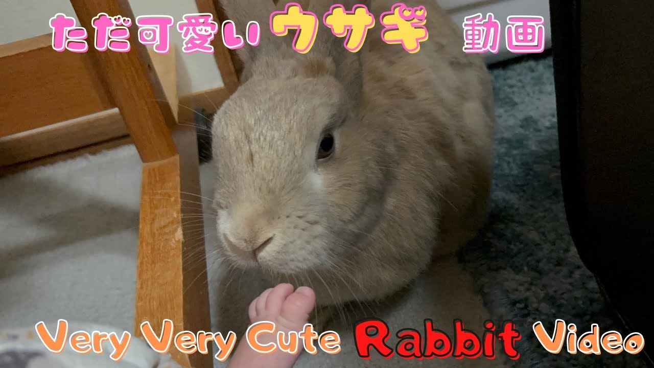 【7日9時まで】かわいいウサギ 1195 【可愛い動画】生後4年7-8ヶ月のミニうさぎの可愛い動画集 No,55
