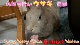 myumyu**　Babyうさぎ8点 myumyu**様専用 Babyうさぎ8点