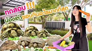 ทดสอบน้องเต่าว่าชอบกินอะไรมากที่สุด #เต่าซูลคาต้า #เต่ายักษ์ #เต่าน่ารัก #sulcatatortoise #sulcata