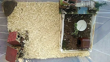 Cosa significa trovare una lucertola piccola in casa?