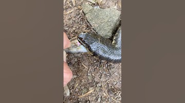 Nghề Nguy Hiểm Cho Rắn Cạp Nia Ăn #short