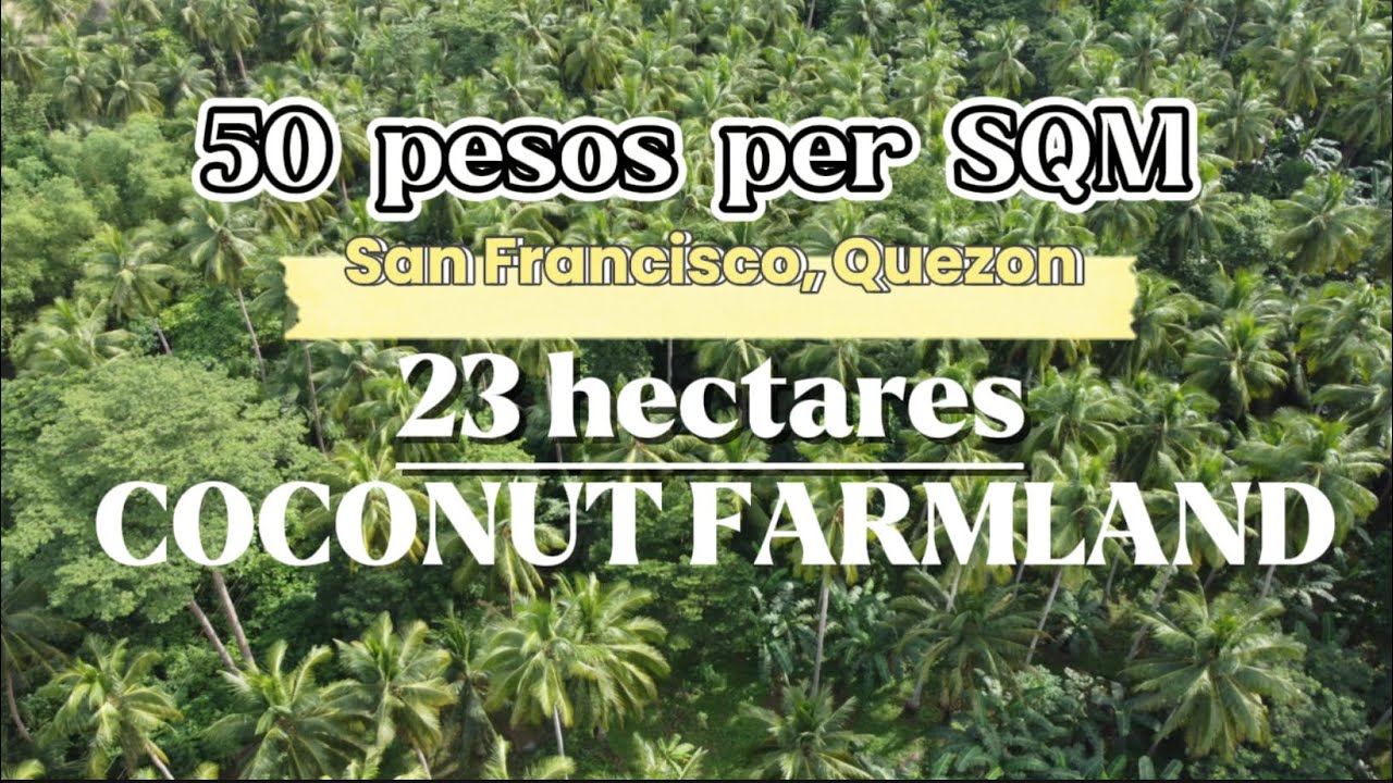 #90 l 50 pesos per SQM coconut farmland/ 23 hectares- Quality ng mga niyog