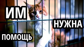 картинка: Помогаем животным (приют 
