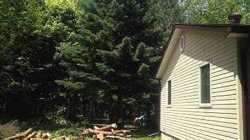 Spruce tree removal beside house