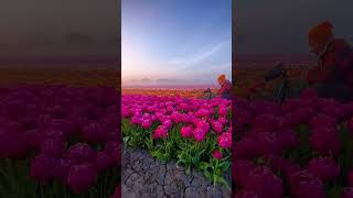 📍 Netherlands - Vibrant pink & orange tulips, basking in the soft haze of the rising sun 💐🇳🇱 #travel screenshot 3